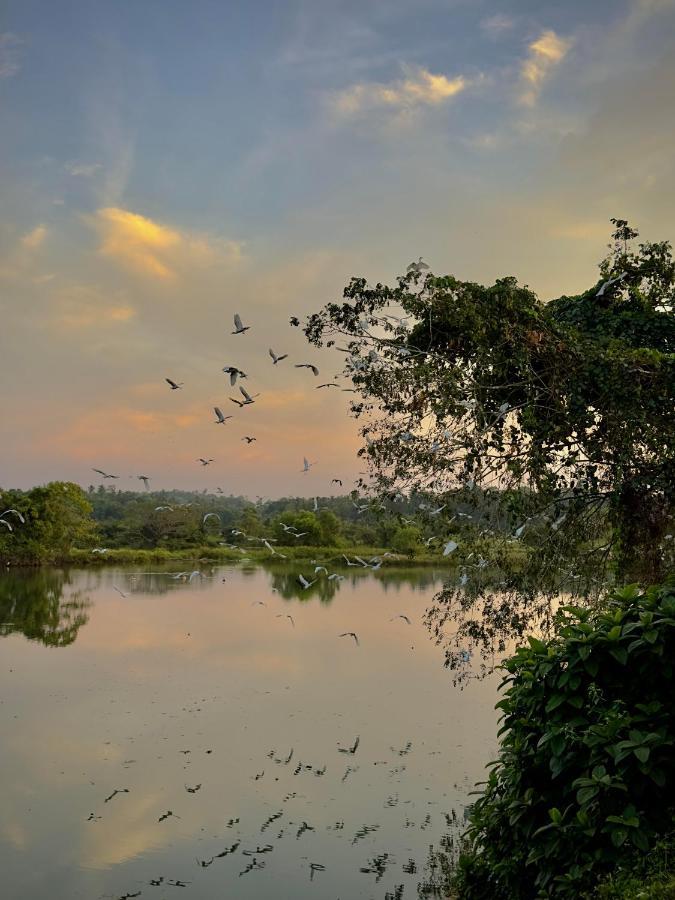 Ceylon Lodge - Airport Transit Hostel Негомбо Экстерьер фото